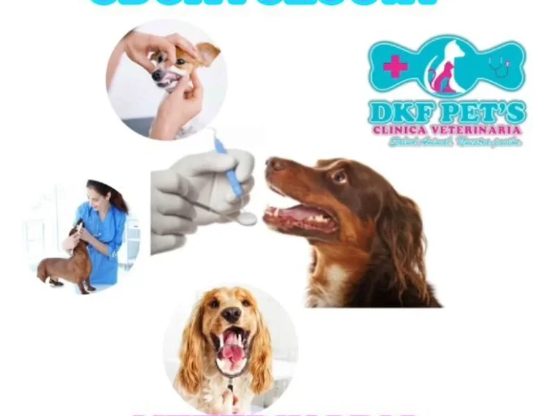 DKF PETS CLINICA VETERINARIA