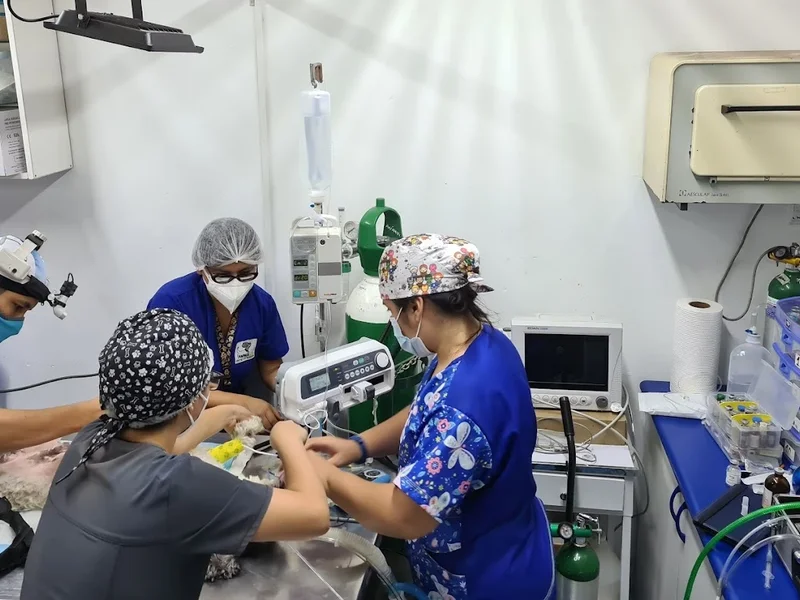 Centro Veterinario Animaux