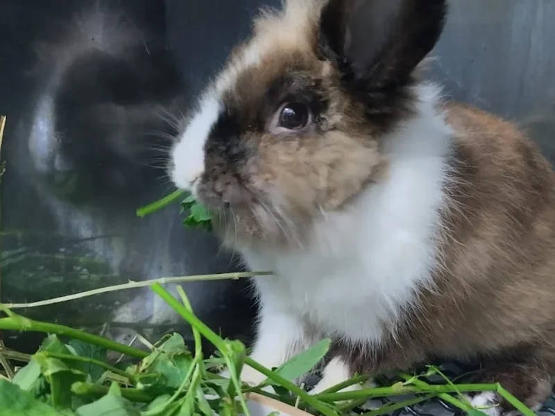 Veterinaria "Italvett"