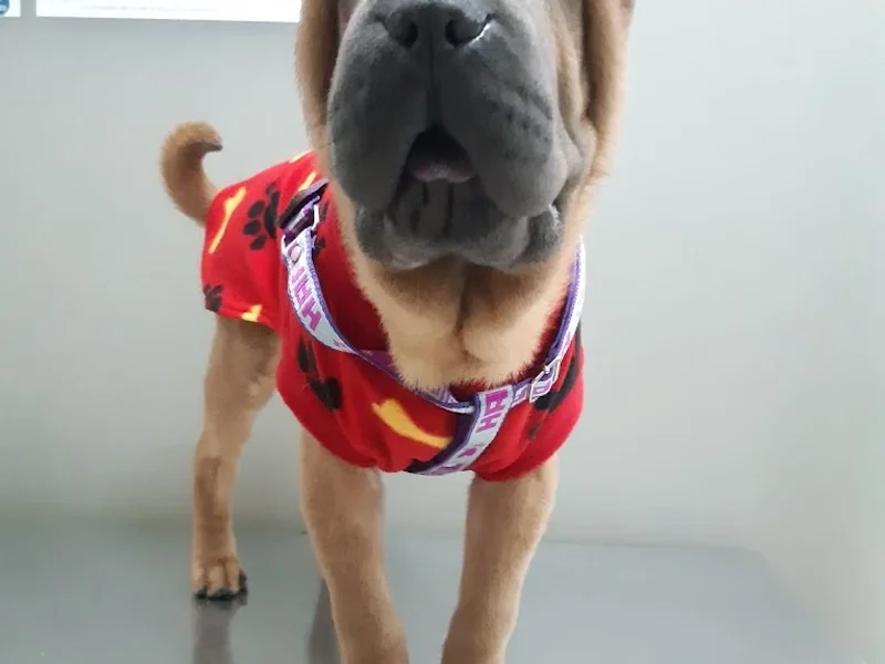 Vet Clinic Perú - Clínica Veterinaria