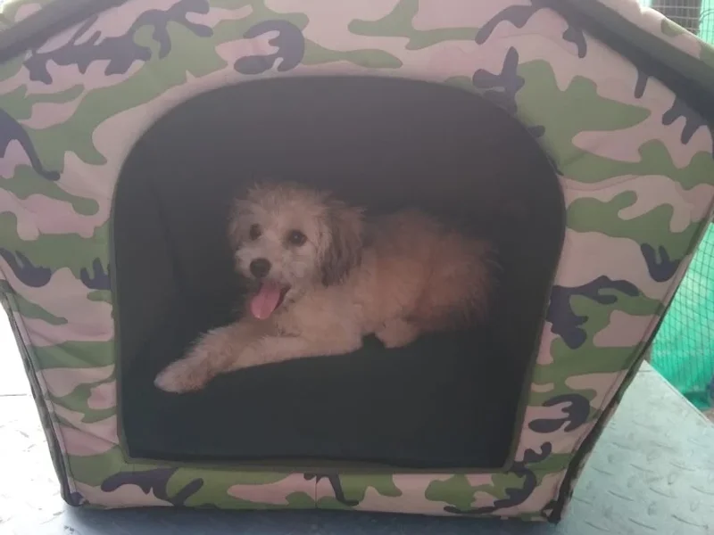 Veterinaria Widi Sede San Juan de Lurigancho