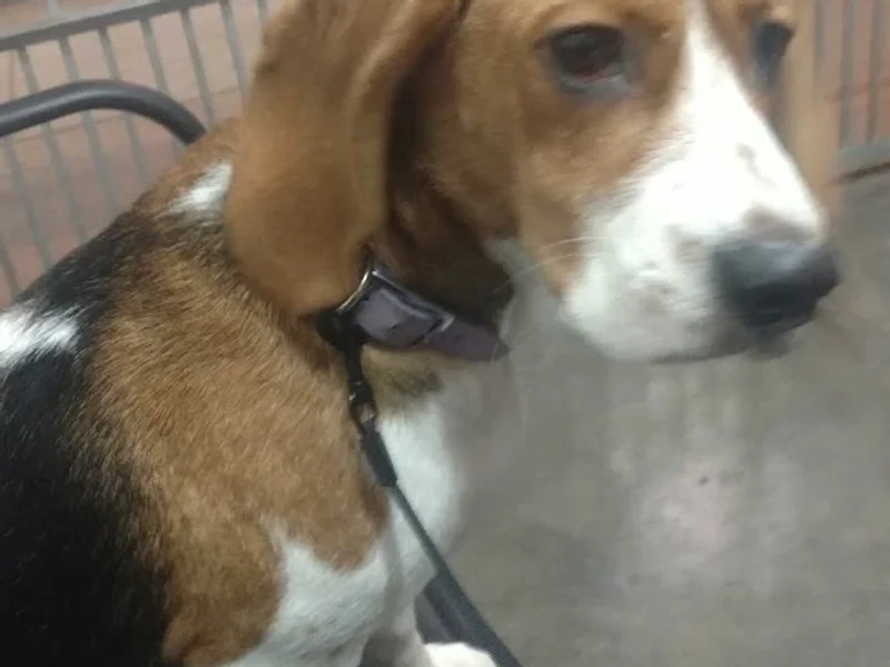 Veterinaria Felican Pets