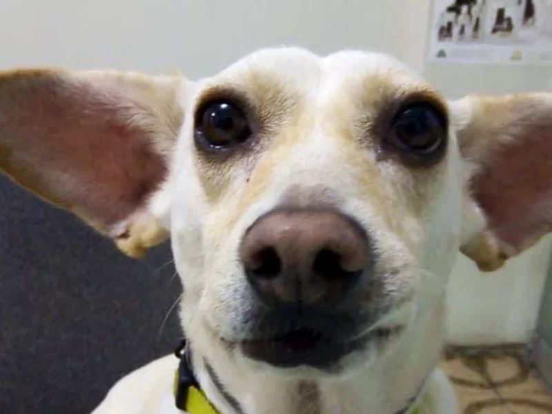 Veterinaria Animal Garden