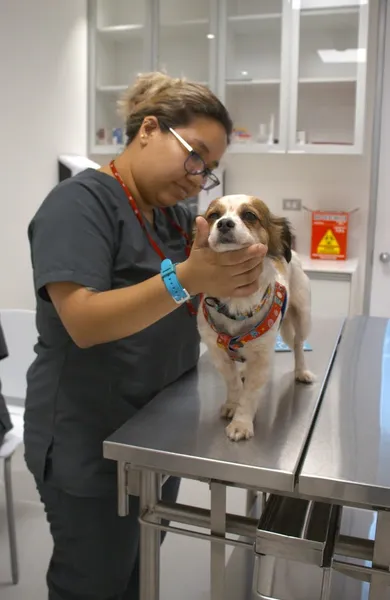 Centro Médico Veterinario UPC