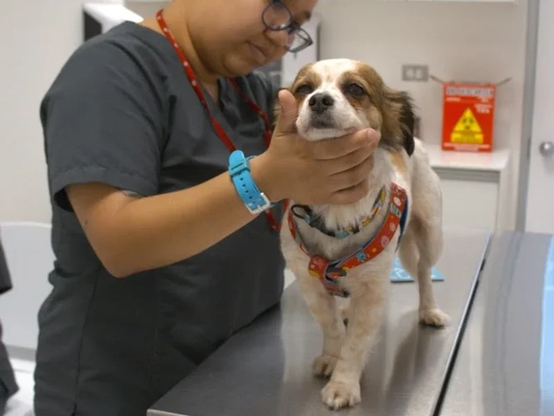 Centro Médico Veterinario UPC