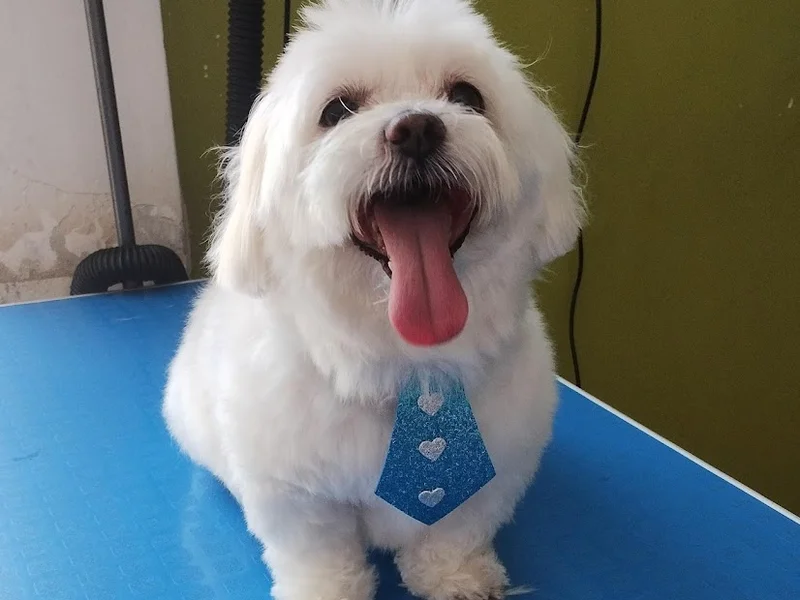 Veterinaria Kusi Alkho