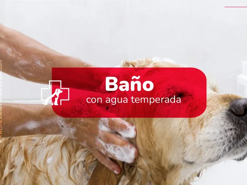 Century Pet Clínica Veterinaria Miraflores Lima | Médico Veterinario 24 Horas | Pet Shop