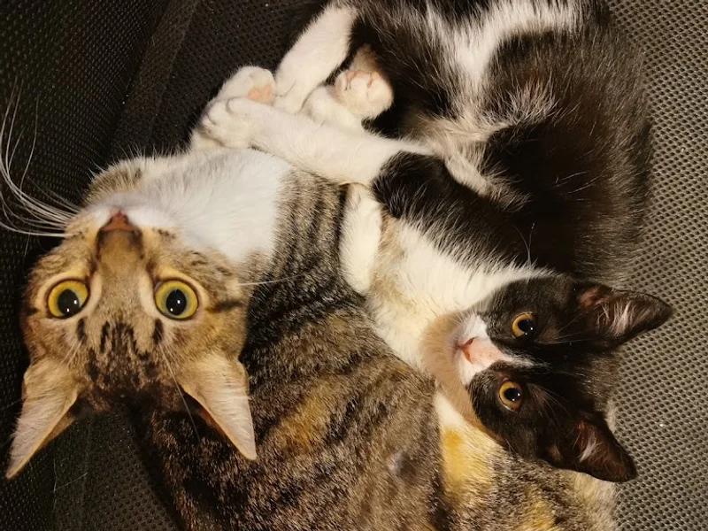 Veterinaria NO TE OLVIDES DE MI