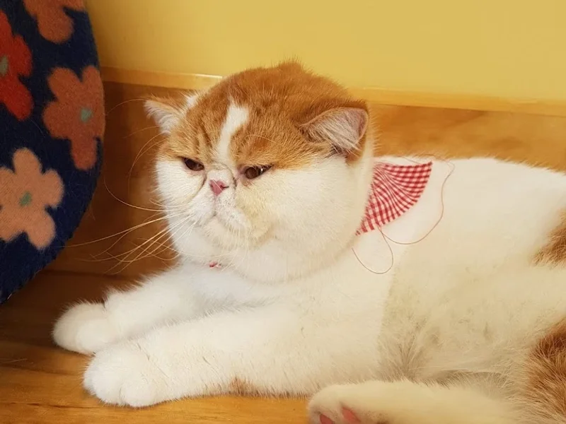 Consultorio Veterinario Rubio