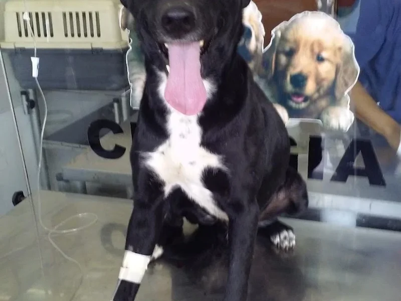 VETERINARIA SAN LORENZO