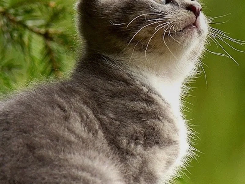 Veterinaria PatitasVet