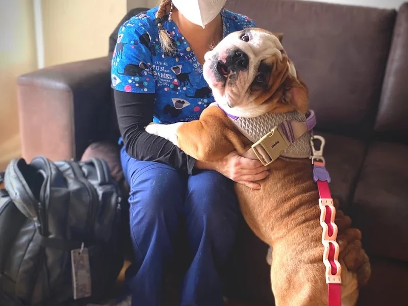 Dra Vane Veterinaria Integrativa