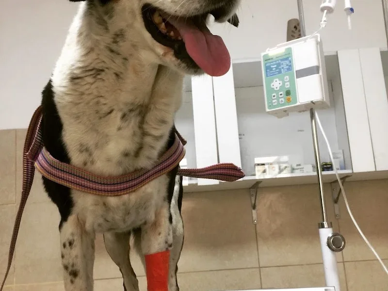 Clínica Veterinaria Oncovet