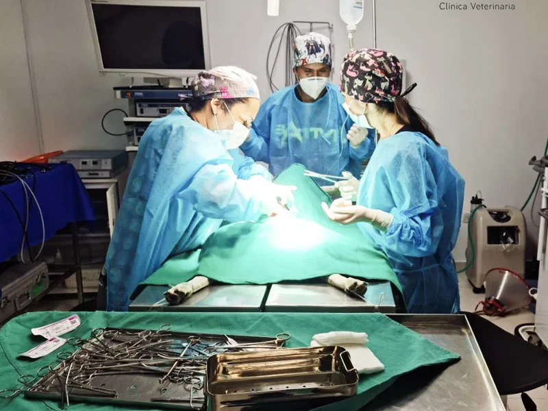 Clínica Veterinaria Pet Home Surco - Emergencias 24 horas