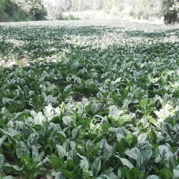 INVERSIONES VASQUEZ- Venta al por mayor de frutas y verduras