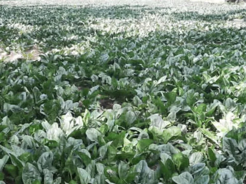 INVERSIONES VASQUEZ- Venta al por mayor de frutas y verduras