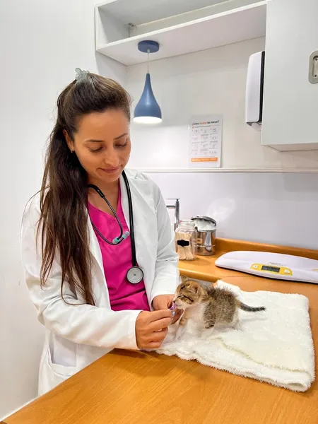 Gattos Clinica Especializada en Medicina Felina Miraflores