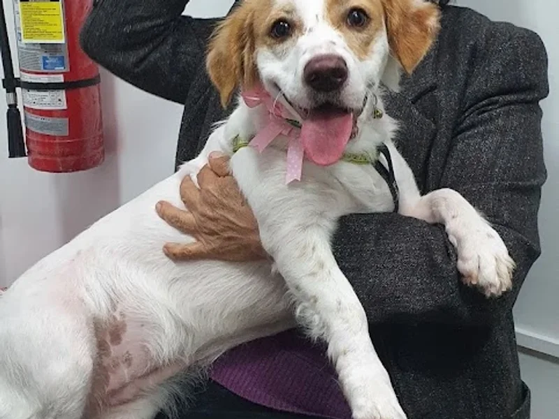 Master Vets Centro Veterinario