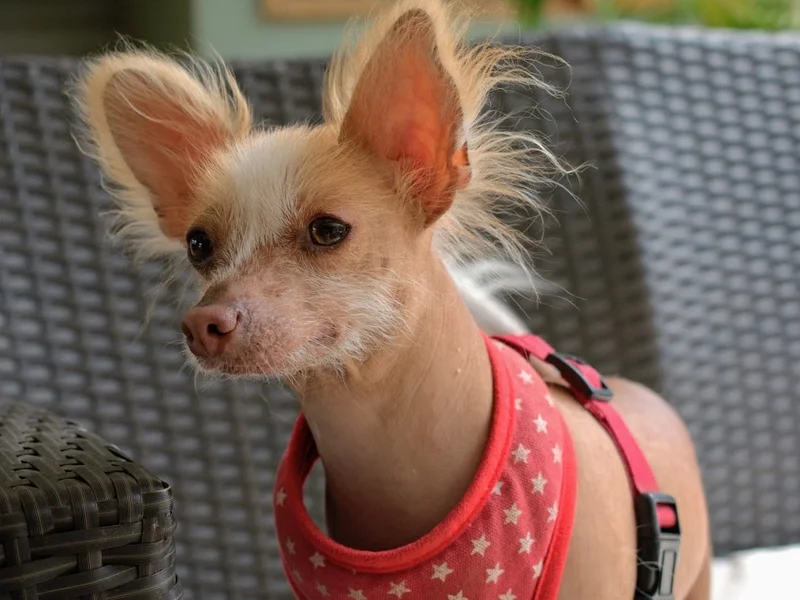 Clínica Veterinaria Pancho Cavero