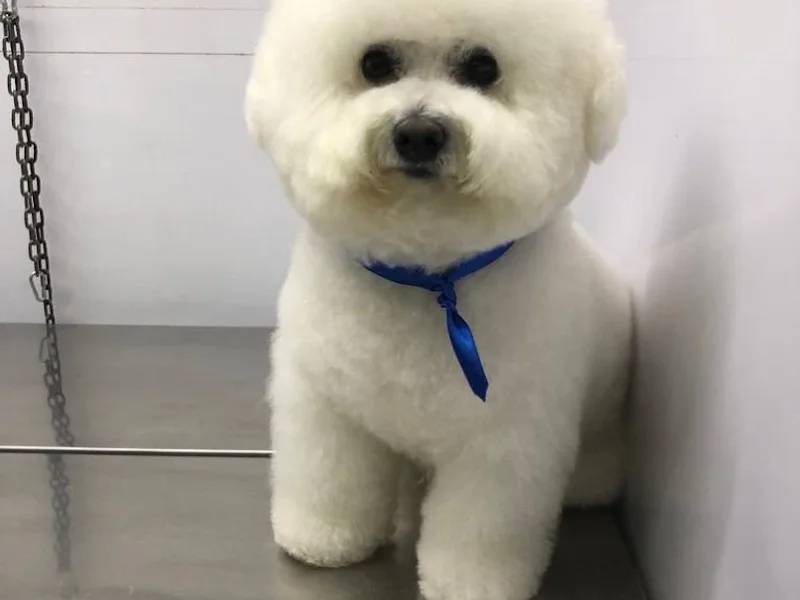 Veterinaria Fido's Vet