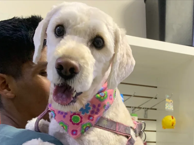 Veterinaria Animal Garden