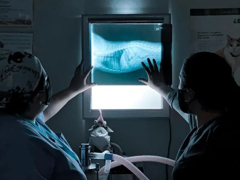 Veterinaria Narices Húmedas