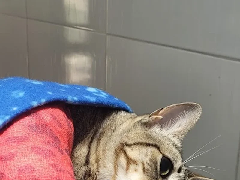 Villa Mascota Veterinaria