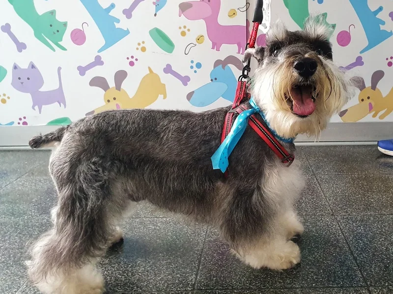 Veterinaria Mis 4 patas