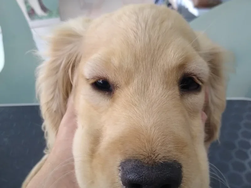 clínica veterinaria san roque lima