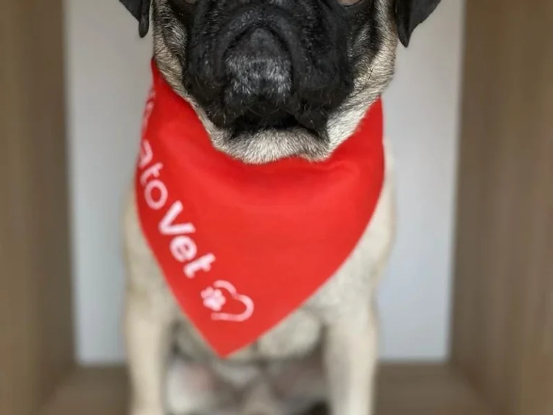 DermatoVet Jesus Maria (Alergia Sarna Otitis Dermatitis Perro)