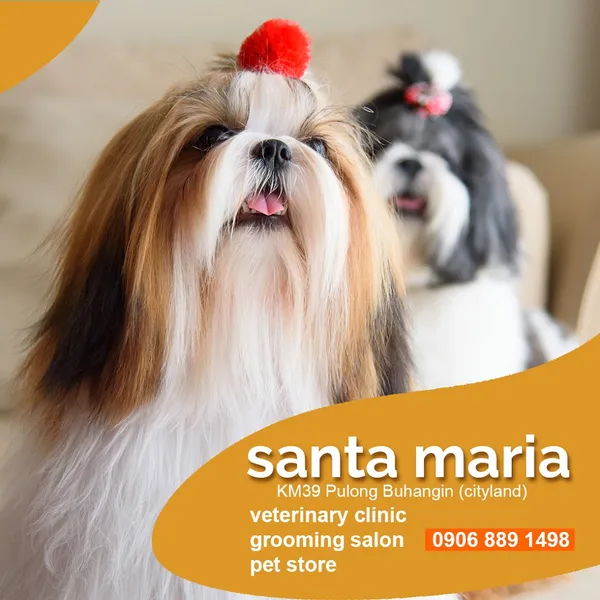 BL Santa Maria - Veterinary Clinic, Diagnostics & Surgery