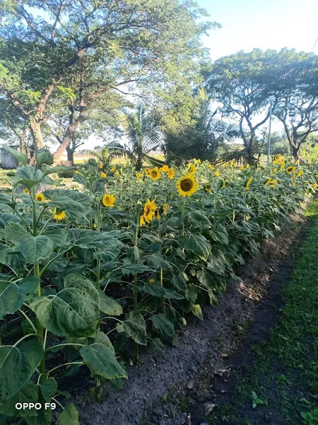 TPKI LI and Nature's Farm