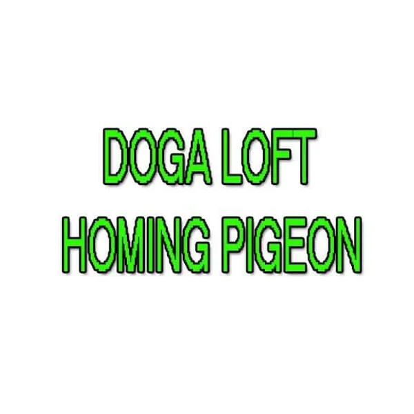 DOGA LOFT HOMING PIGEON