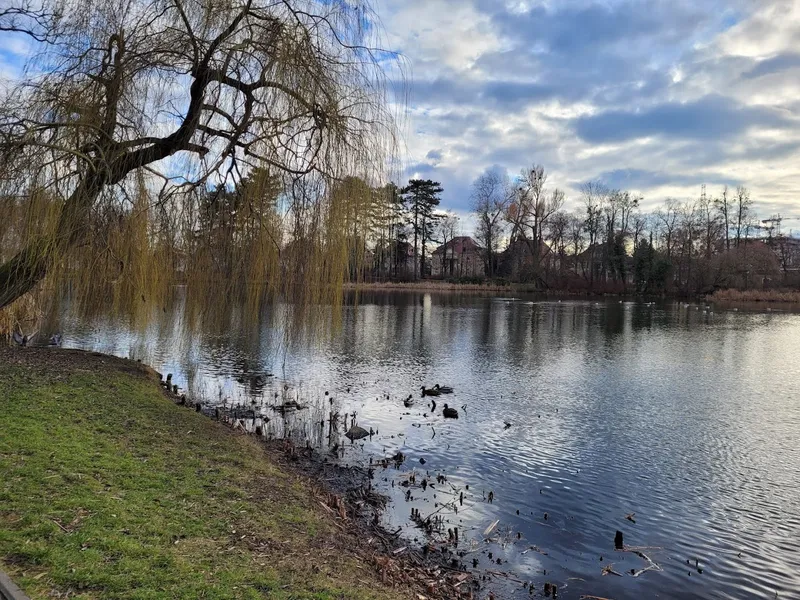 Monumentalna wierzba płacząca