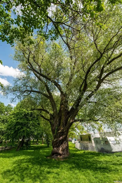 Pomnik przyrody - Wierzba Biała (Salix Alba)