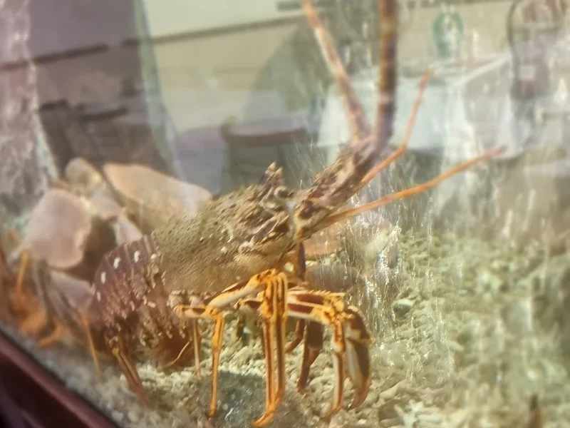 Marisqueira Novo Mariano