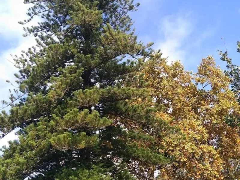 Jardim Municipal Almirante Gago Coutinho