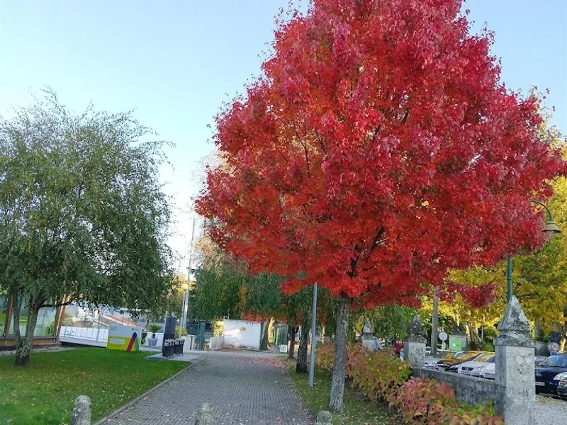 Parque de Merendas do Fontelo