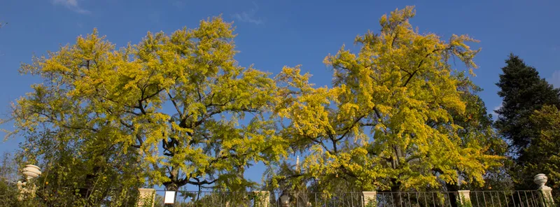 Jardim Botânico da Universidade de Coimbra