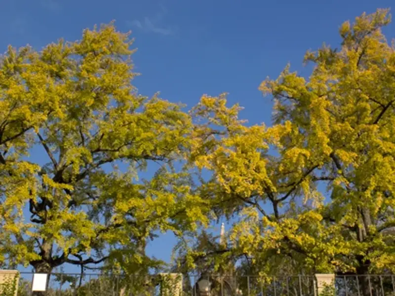 Jardim Botânico da Universidade de Coimbra