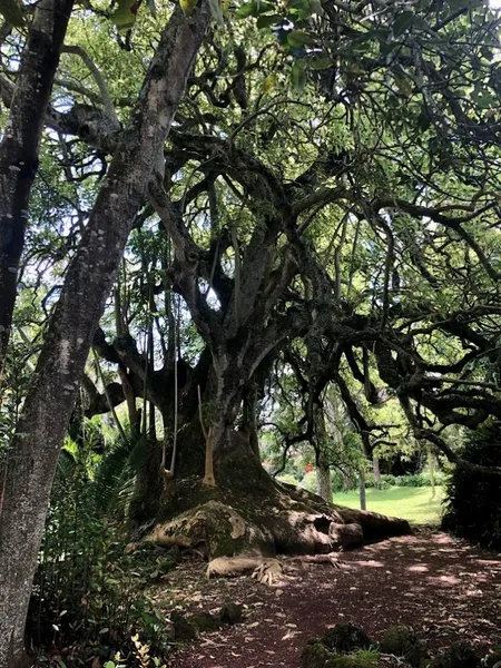 Jardim da Universidade dos Açores