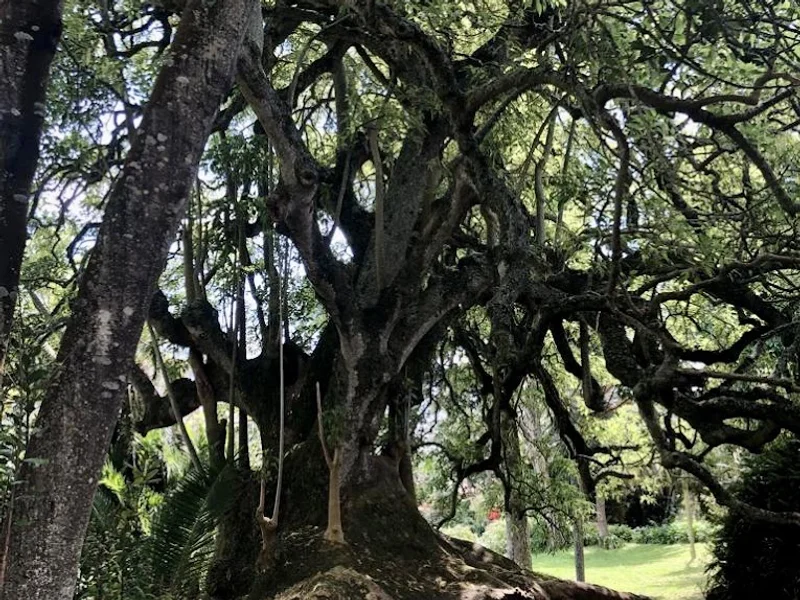 Jardim da Universidade dos Açores