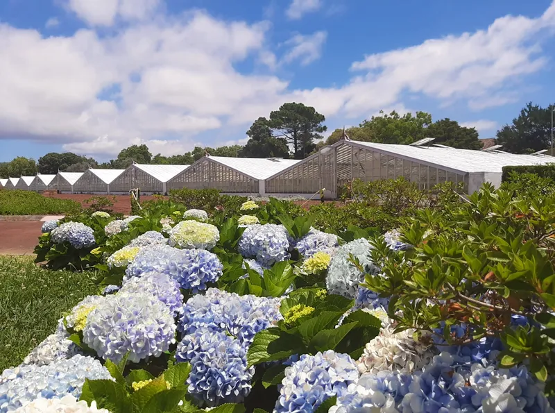 Plantação de Ananás dos Açores