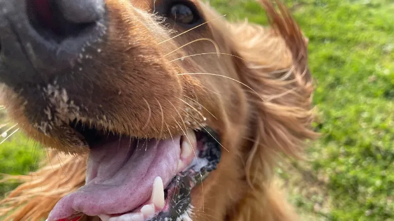 Quinta Da Patada Hotel para cães e gatos, Creche e Banhos e Tosquias