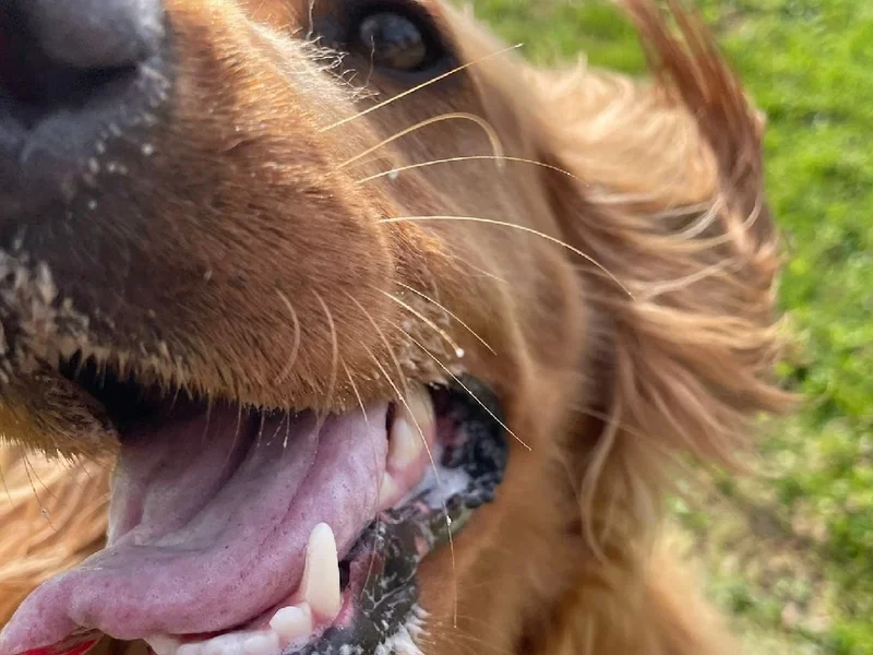 Quinta Da Patada Hotel para cães e gatos, Creche e Banhos e Tosquias