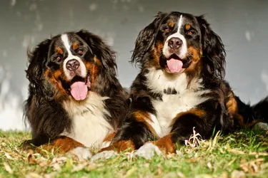 Lista 12 creches para cães no Lisboa Distrito de Lisboa