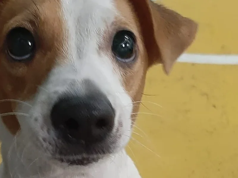 TAILS Creche canina By Petmais