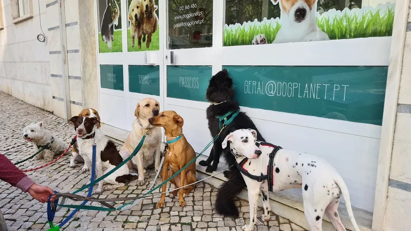 Dog Planet Benfica