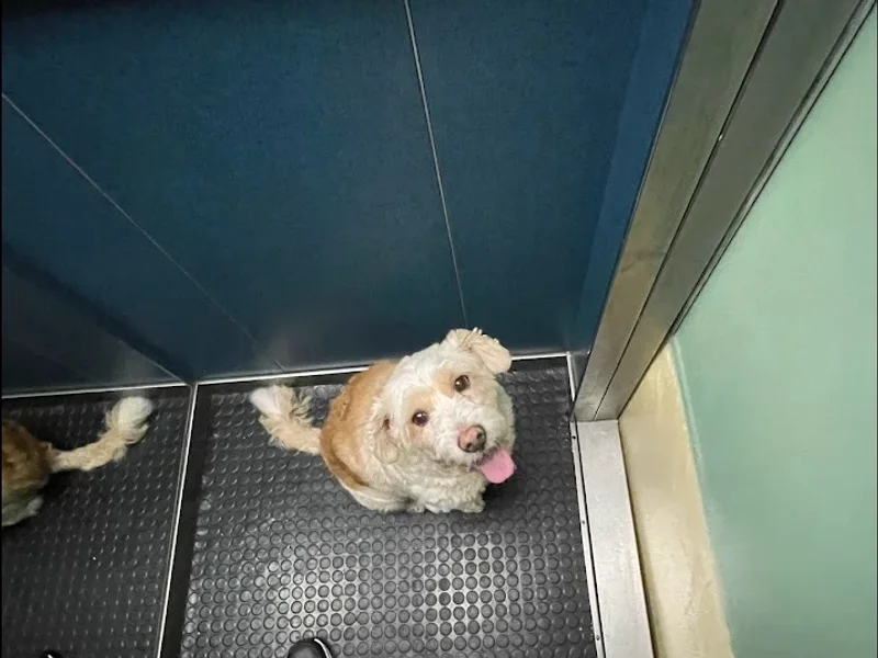 EntreEajuda Petsitting