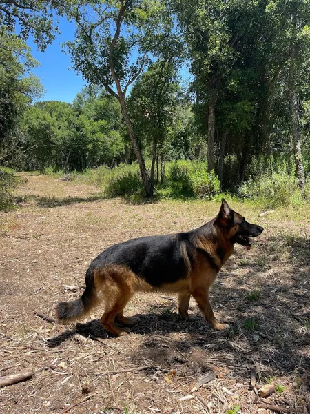 Nature Dogs